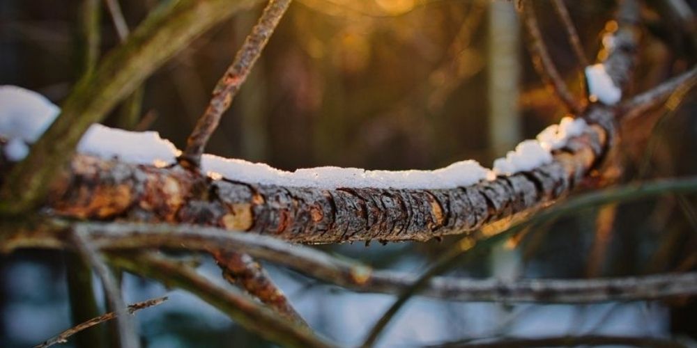 Brittle or Dead Branches