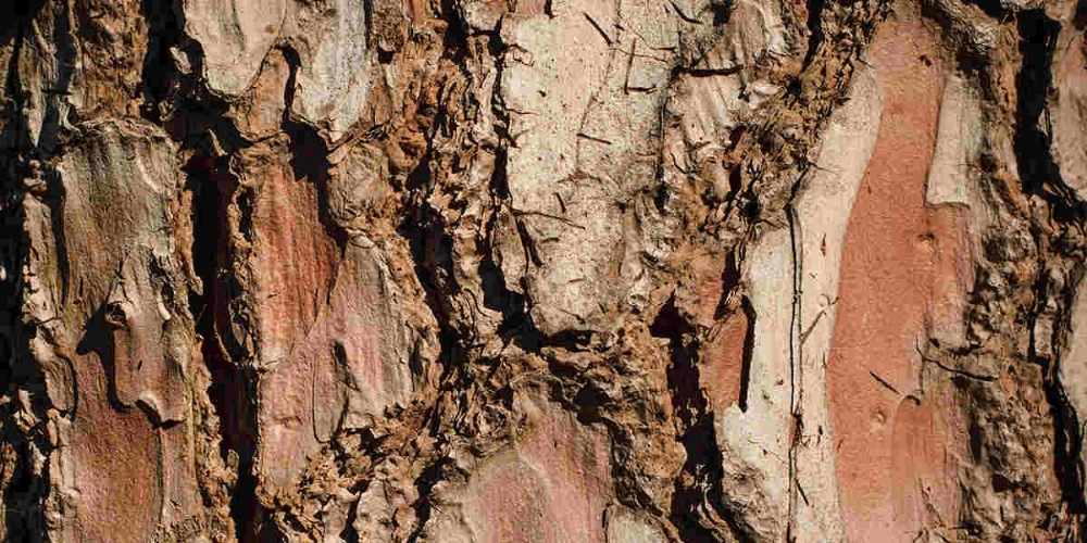 Peeling or Cracked Bark