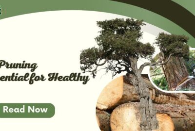 Why Regular Tree Pruning Is Essential for Healthy Trees (1)