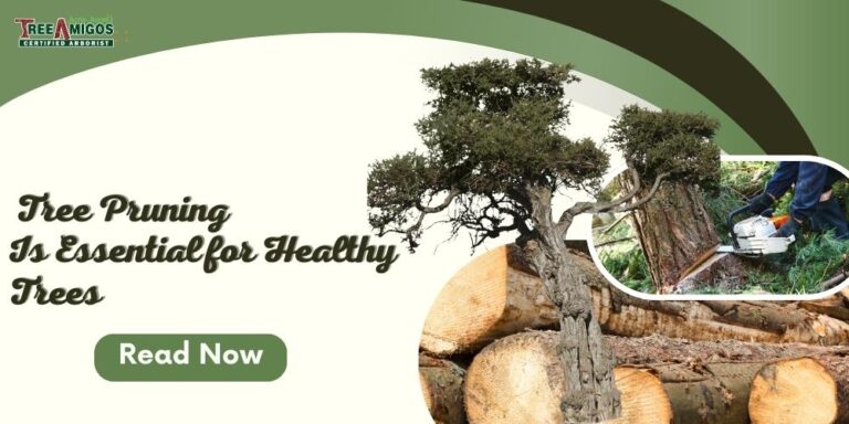 Tree Pruning Guide: Benefits, Best Time, Tips & Tree Care