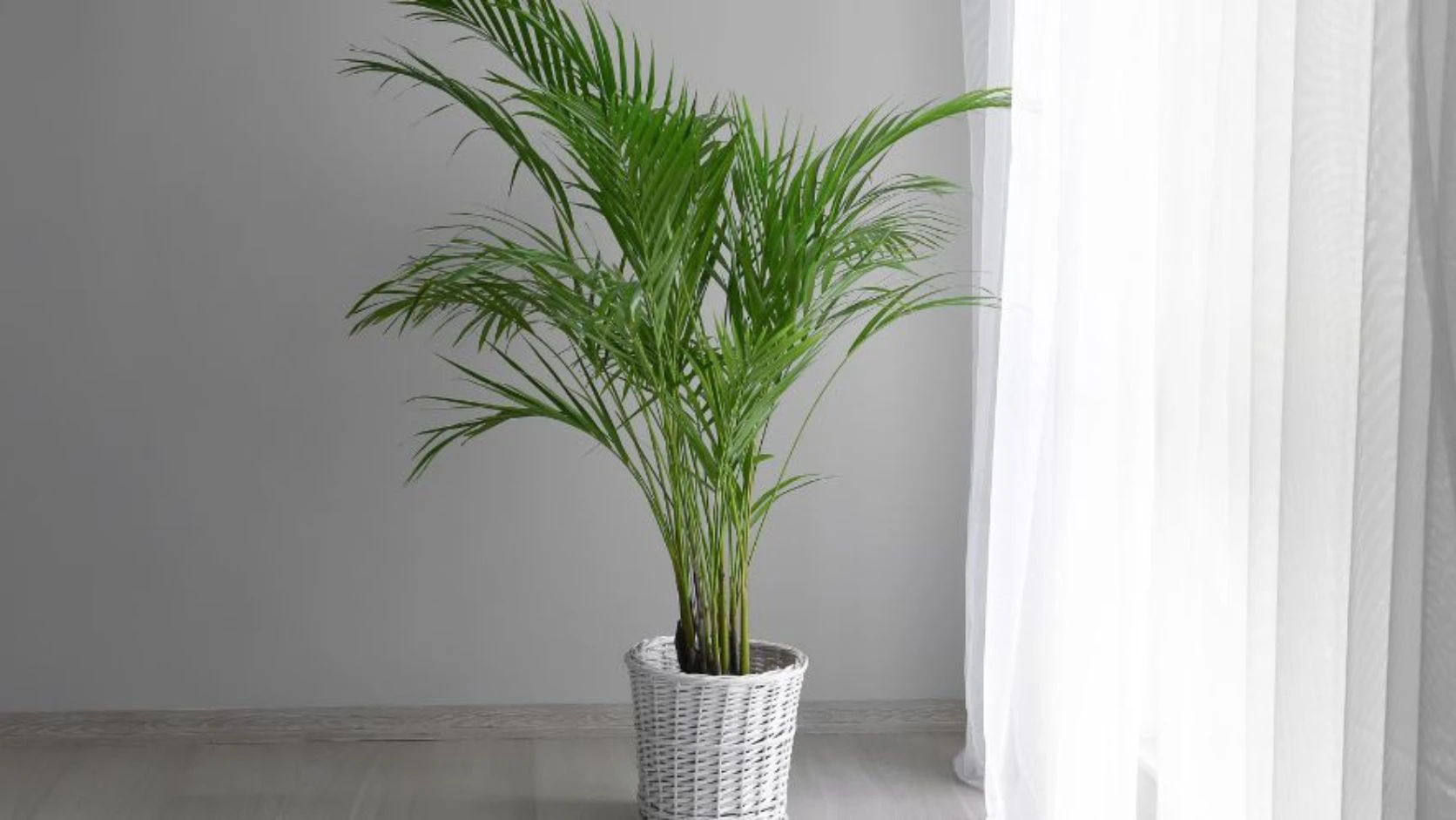 Areca Palm (Dypsis lutescens)