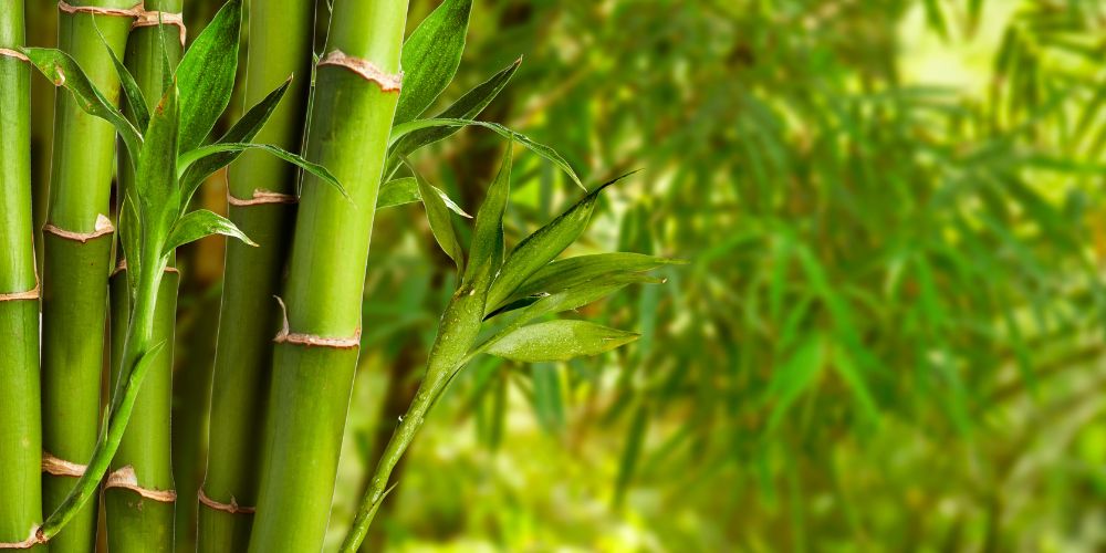 Bamboo Palm