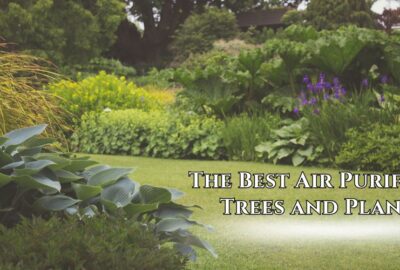 Best Air Purifying Trees and Plants