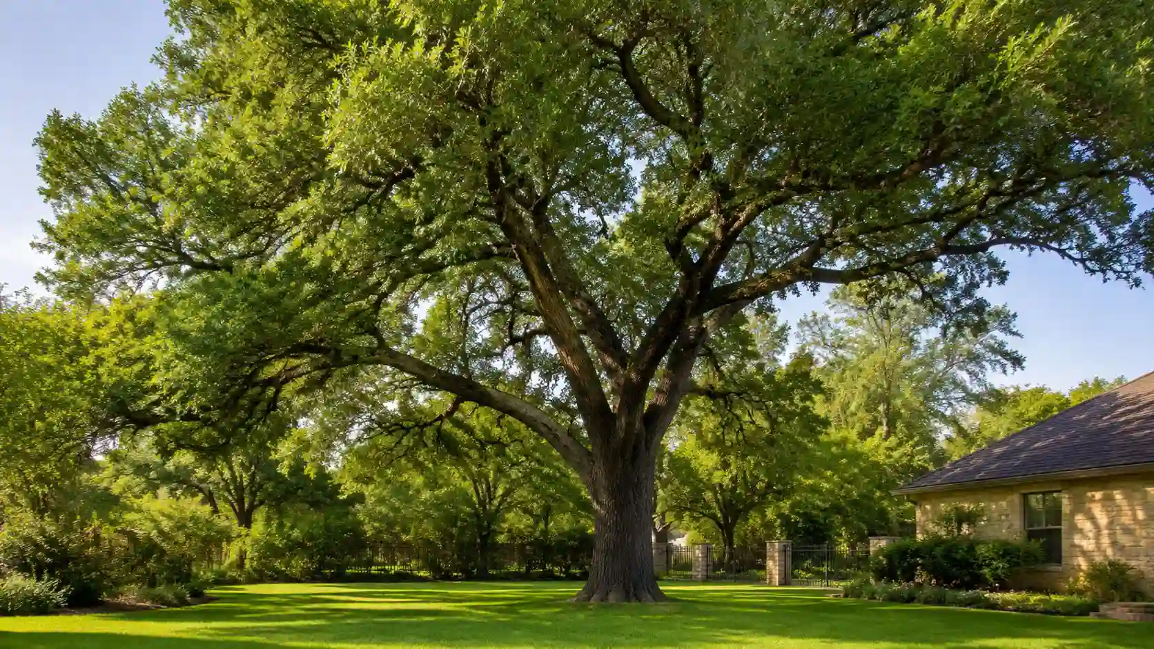 Cedar Elm (Ulmus crassifolia)