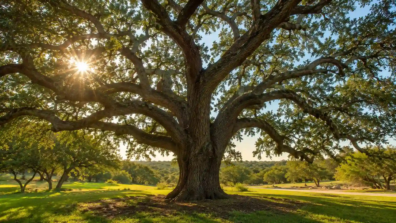 Live Oak (Quercus virginiana)