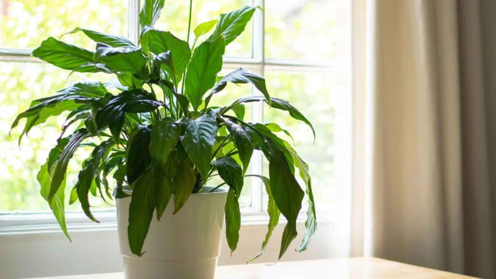 Peace Lily (Spathiphyllum)