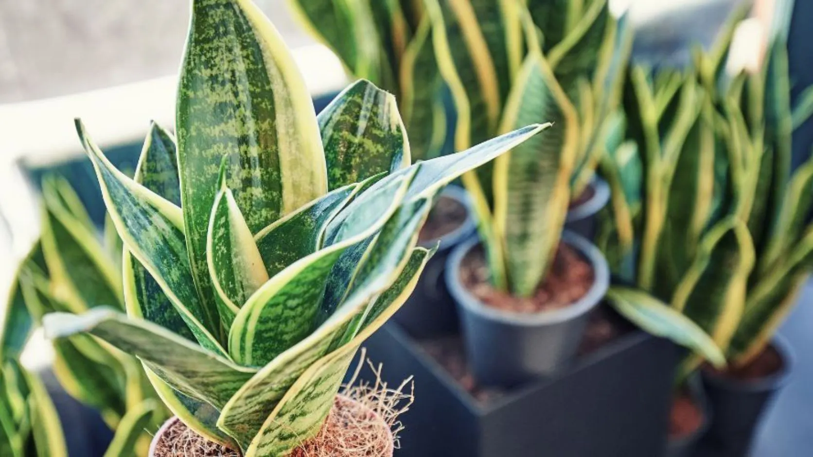 Snake Plant (Sansevieria trifasciata)