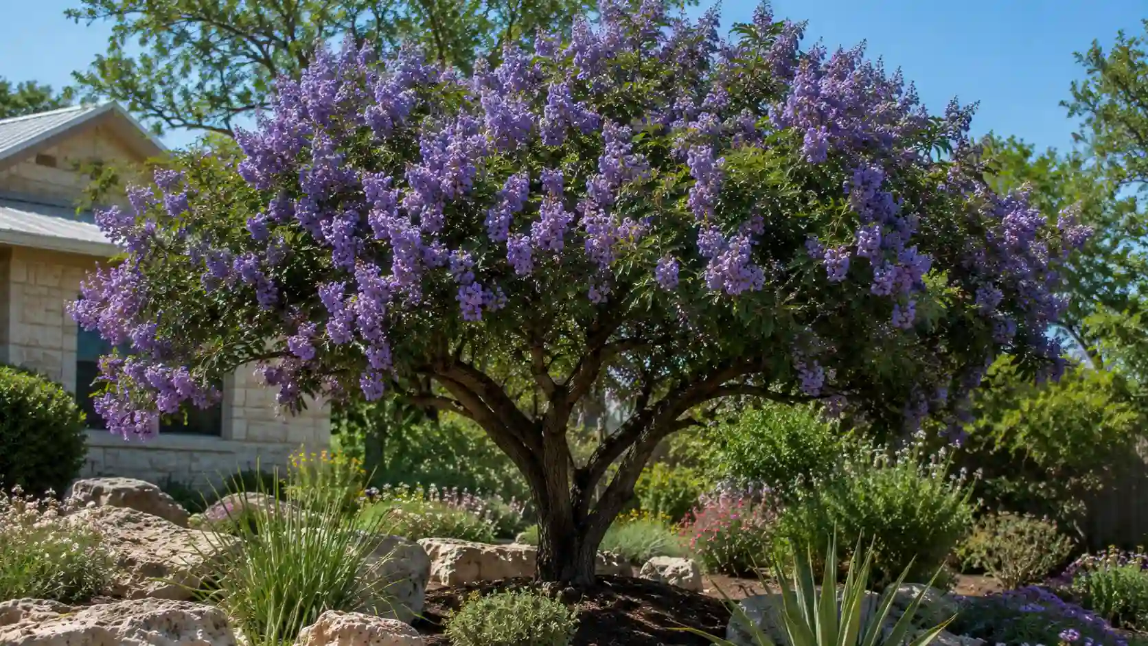 Texas Mountain Laurel (Sophora secundiflora)