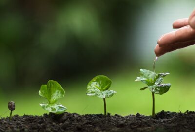 Fastest Growing Trees for TX Landscapes