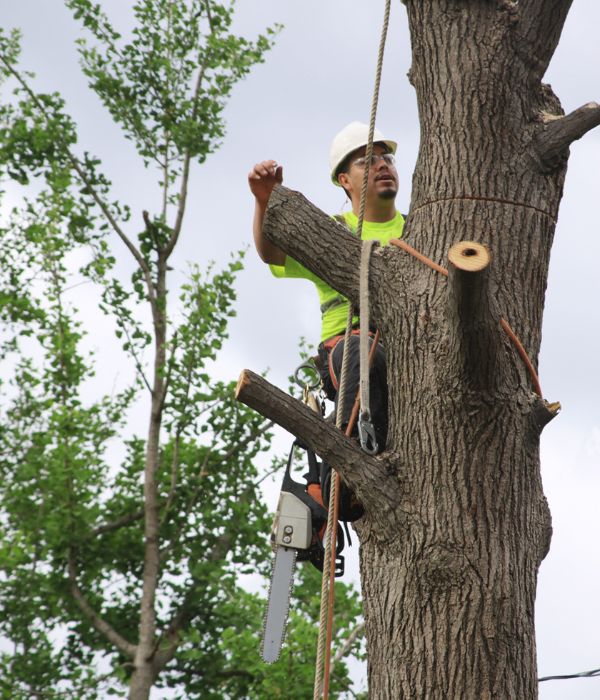 Tree Expertise