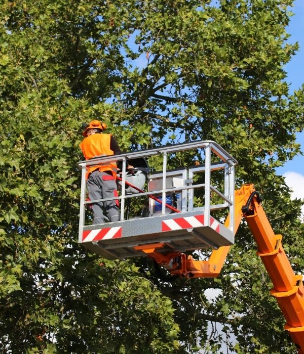 Your Tree Care