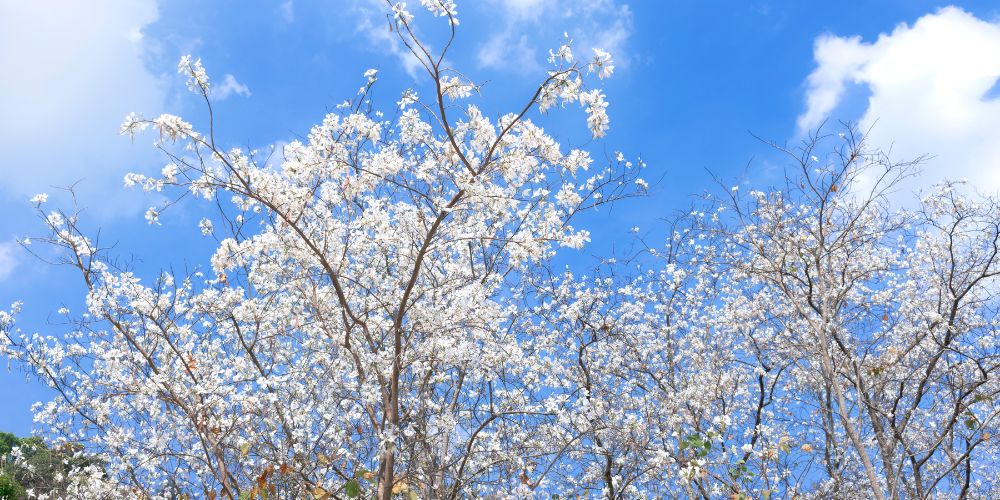 Anacacho Orchid Tree