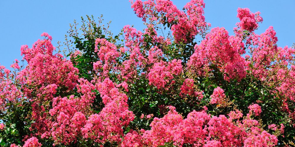 Crape Myrtle