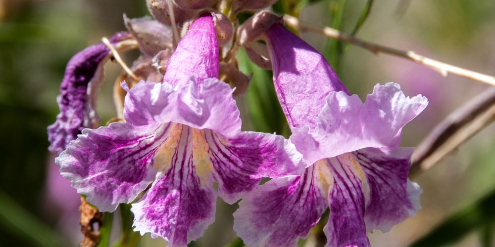 Desert Willow