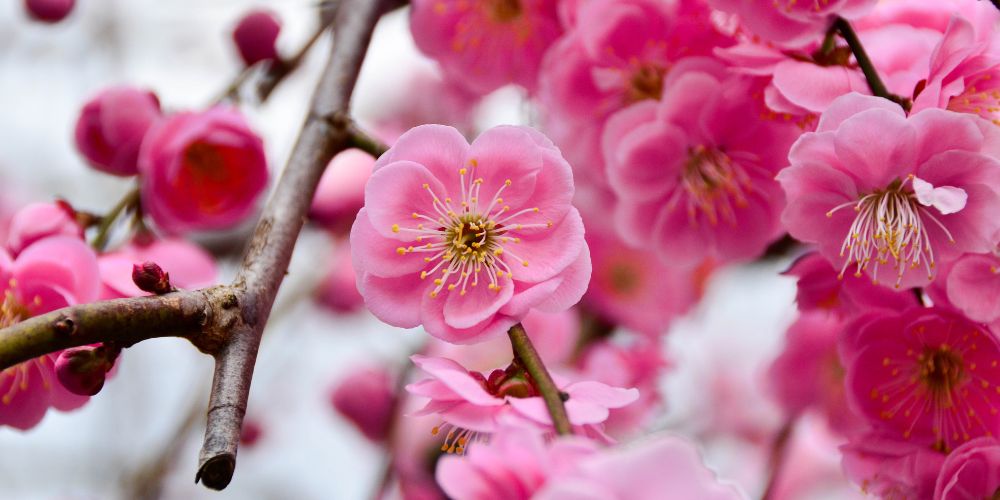 Mexican Plum