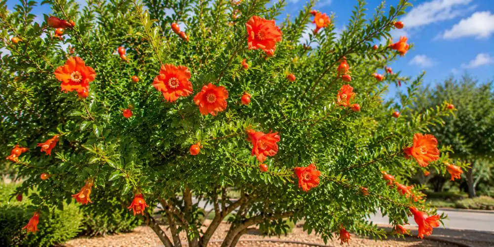 Pomegranate