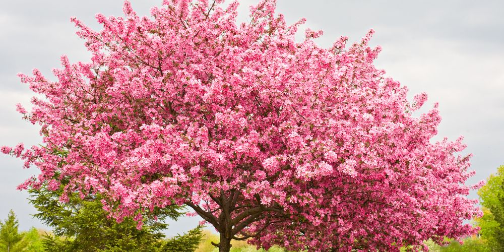 Redbud (Eastern or Texas Redbud)