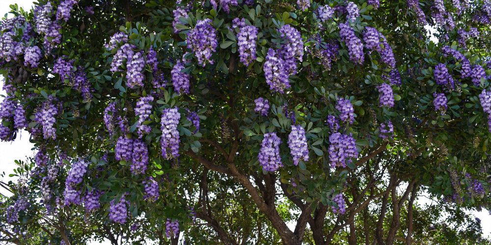Texas Mountain Laurel