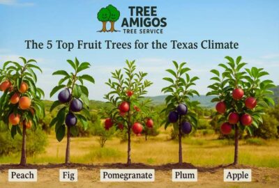 The 5 Top Fruit Trees for Texas
