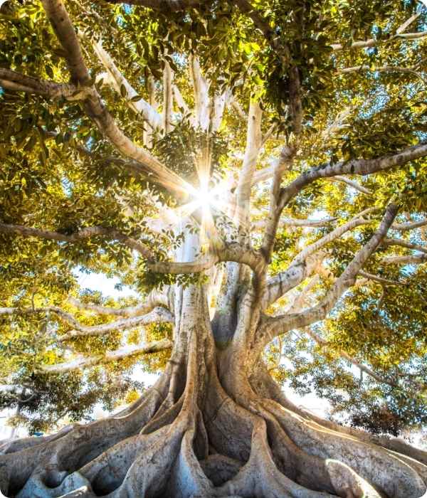 Tree Care Solutions for Shavano Park Landscapes
