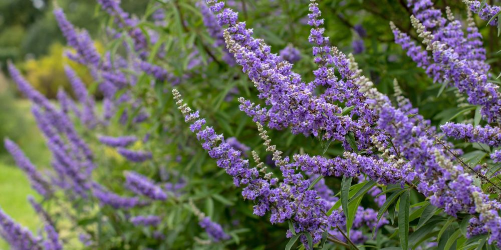 Vitex (Chaste Tree)