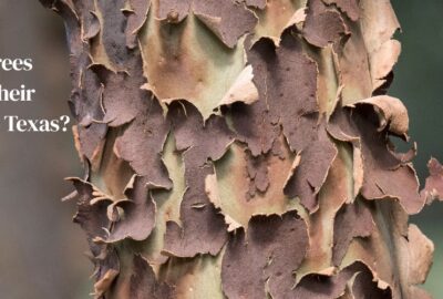 Why Trees Shed Their Bark in Texas