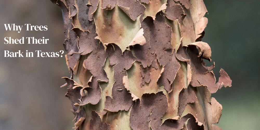 Why Trees Shed Their Bark in Texas