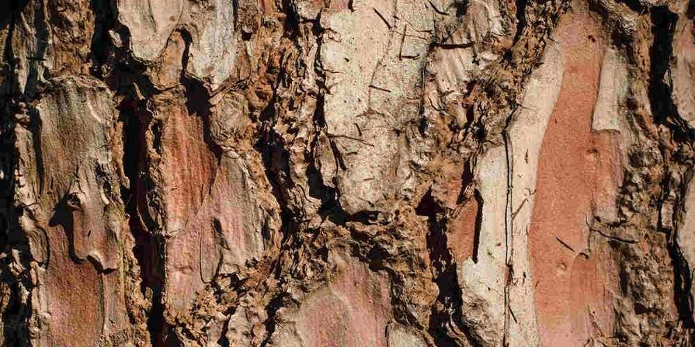 Inspect Bark and Trunk