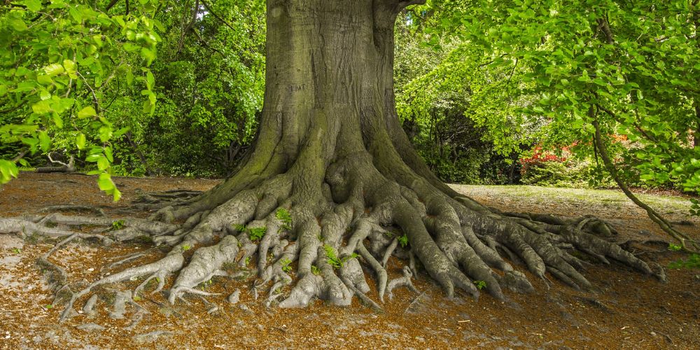 Inspect Roots and Soil
