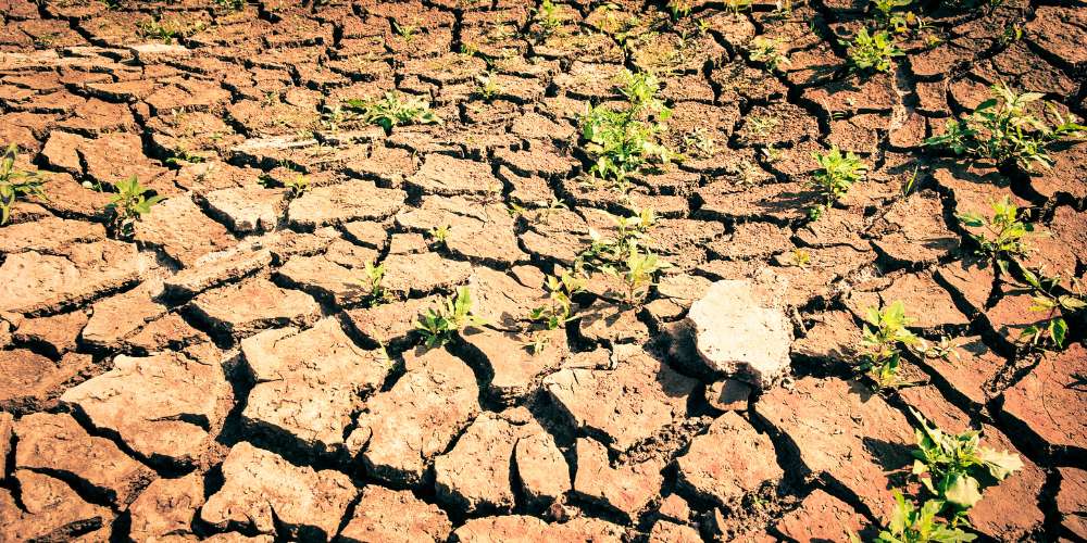 Lack of Water and Drought Stress