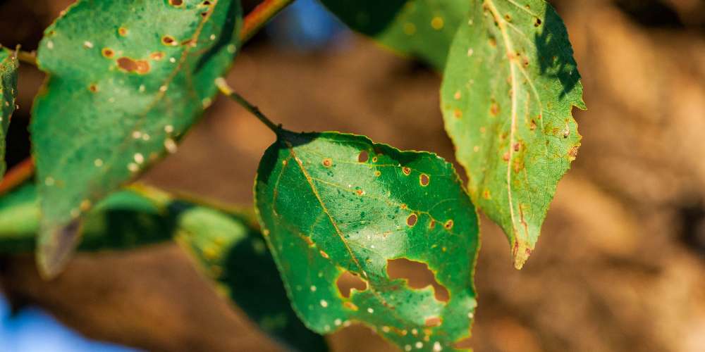 Pests and Tree Diseases