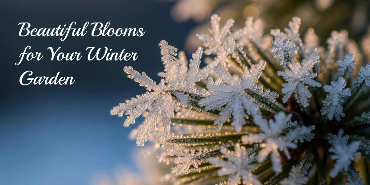 Beautiful Blooms for Your Winter Garden