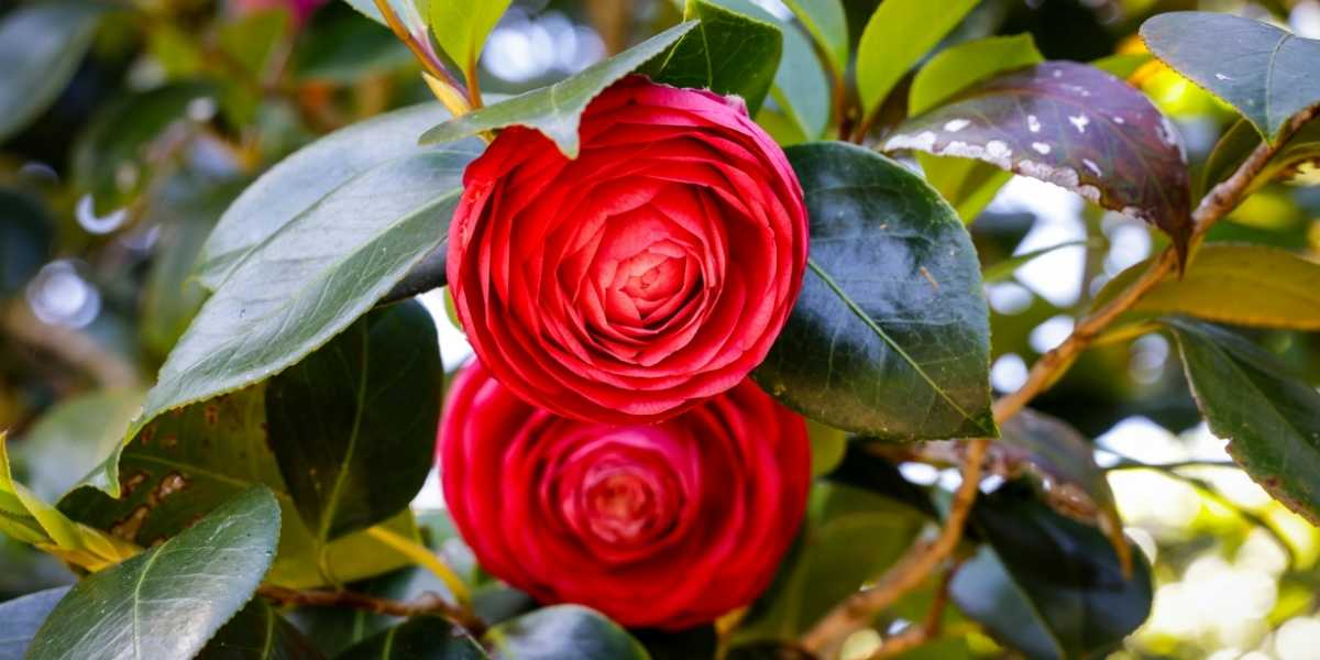 Camellias