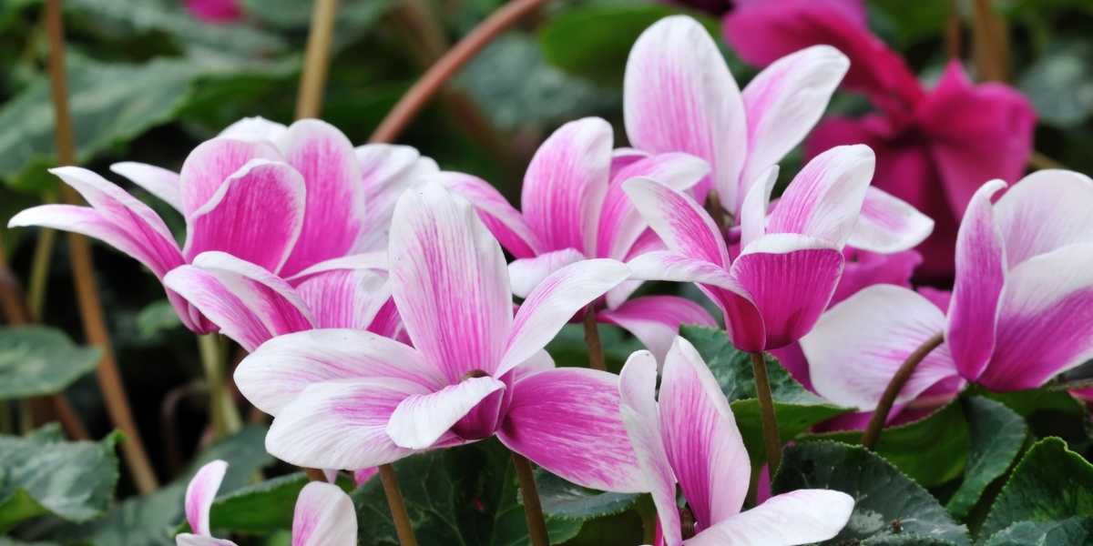 Cyclamen