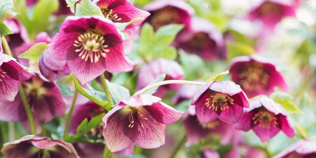 Hellebores
