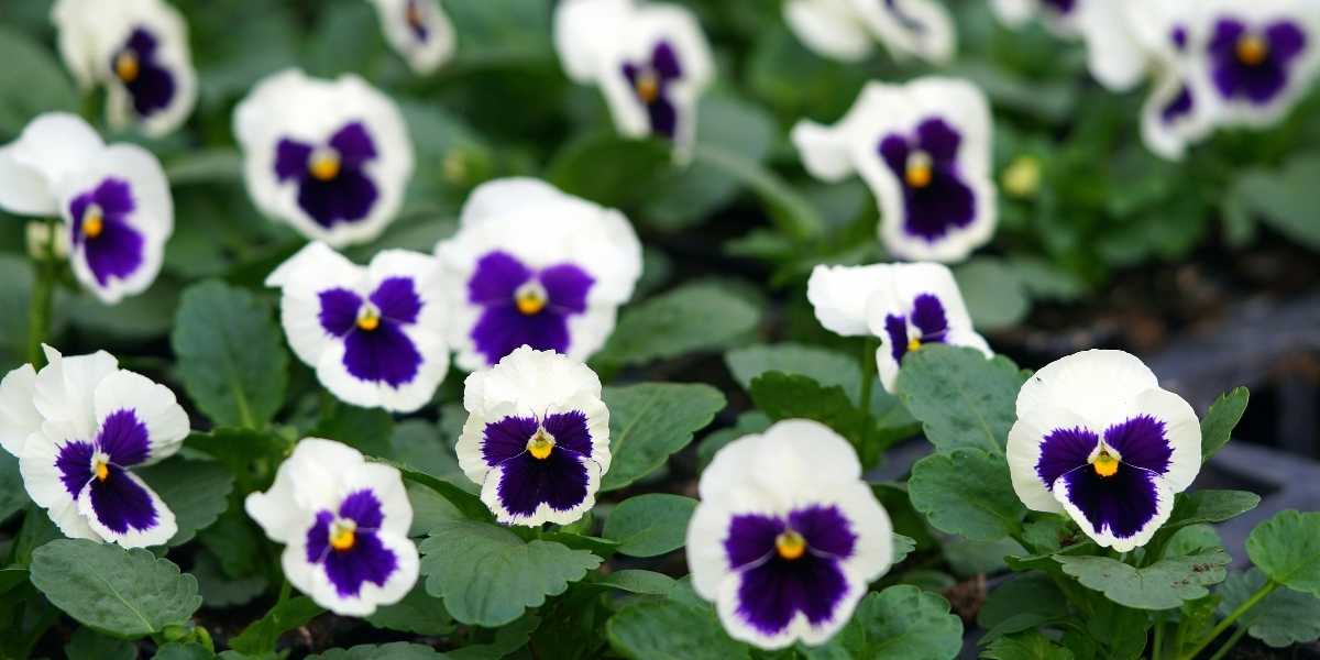 Pansies