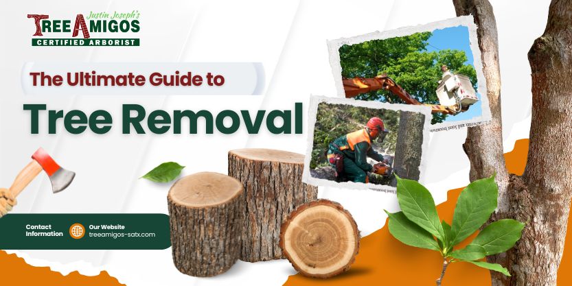 The Ultimate Guide to Tree Removal