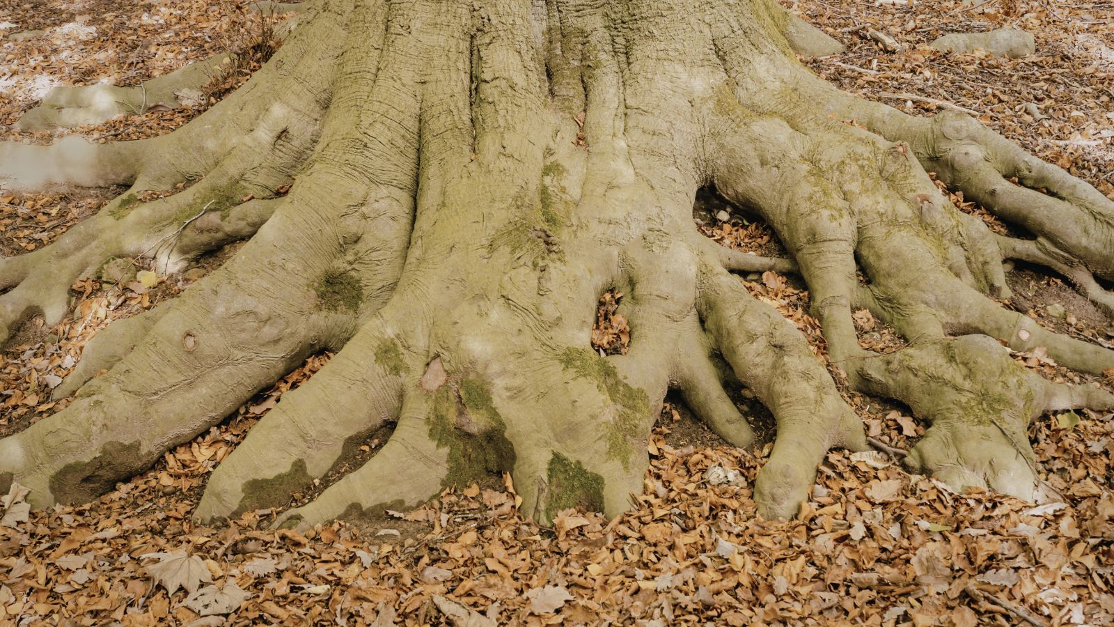 Fungal Growth Around the Base