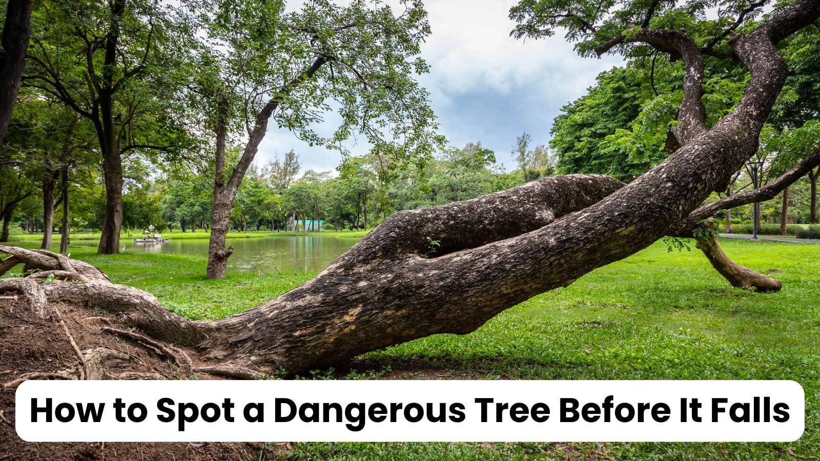 How to Spot a Dangerous Tree Before It Falls