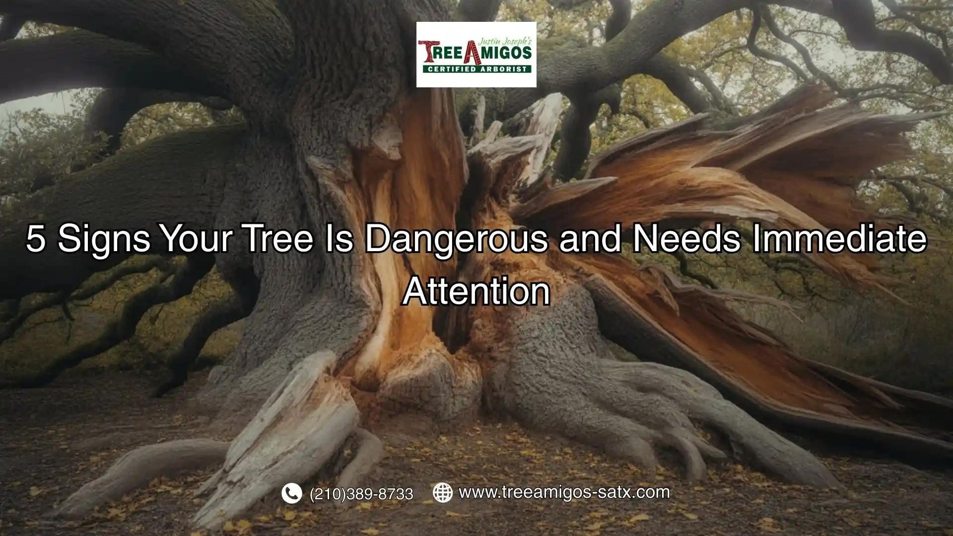 Signs Your Tree Is Dangerous and Needs Immediate Attention