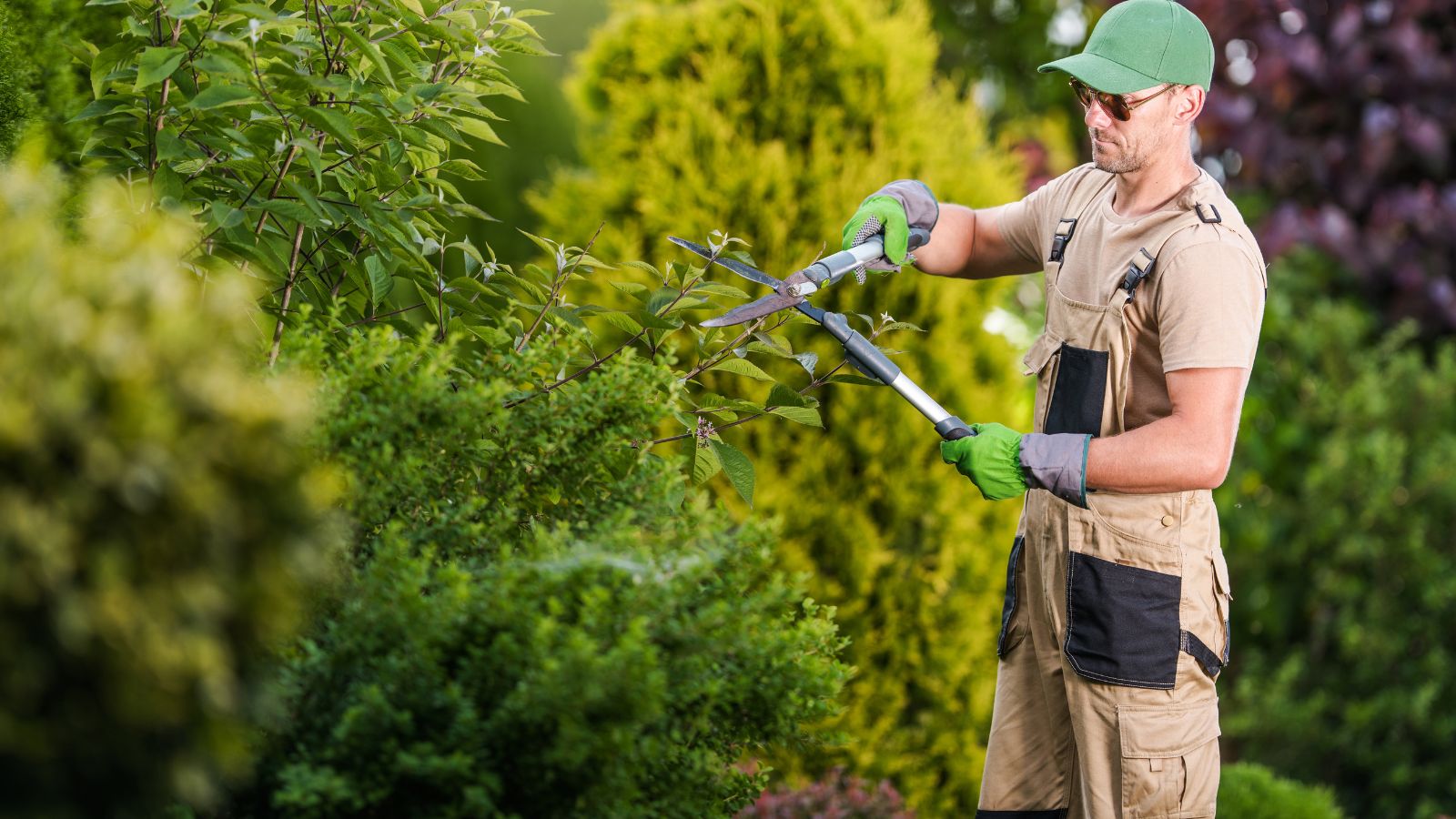 Professional Tree Service