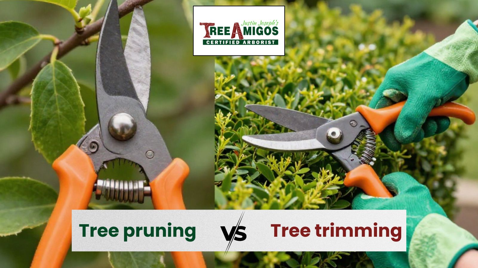 tree trimming vs tree pruning