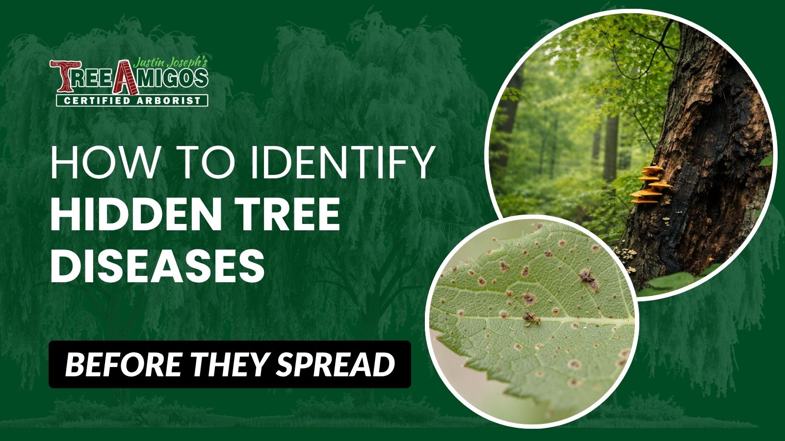 How to Identify Hidden Tree Diseases Before They Spread