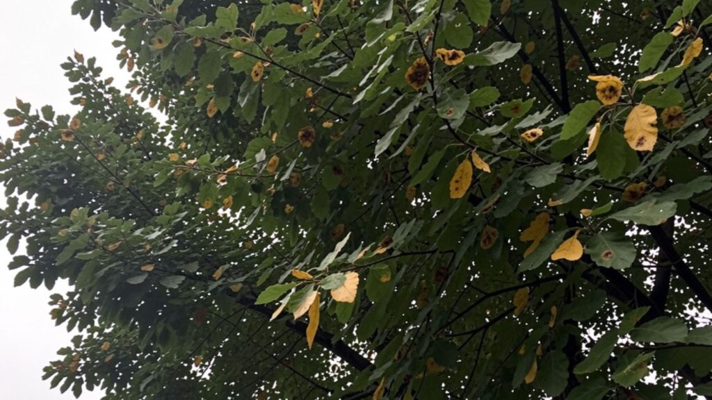 How to Tell If a Tree Is Dying