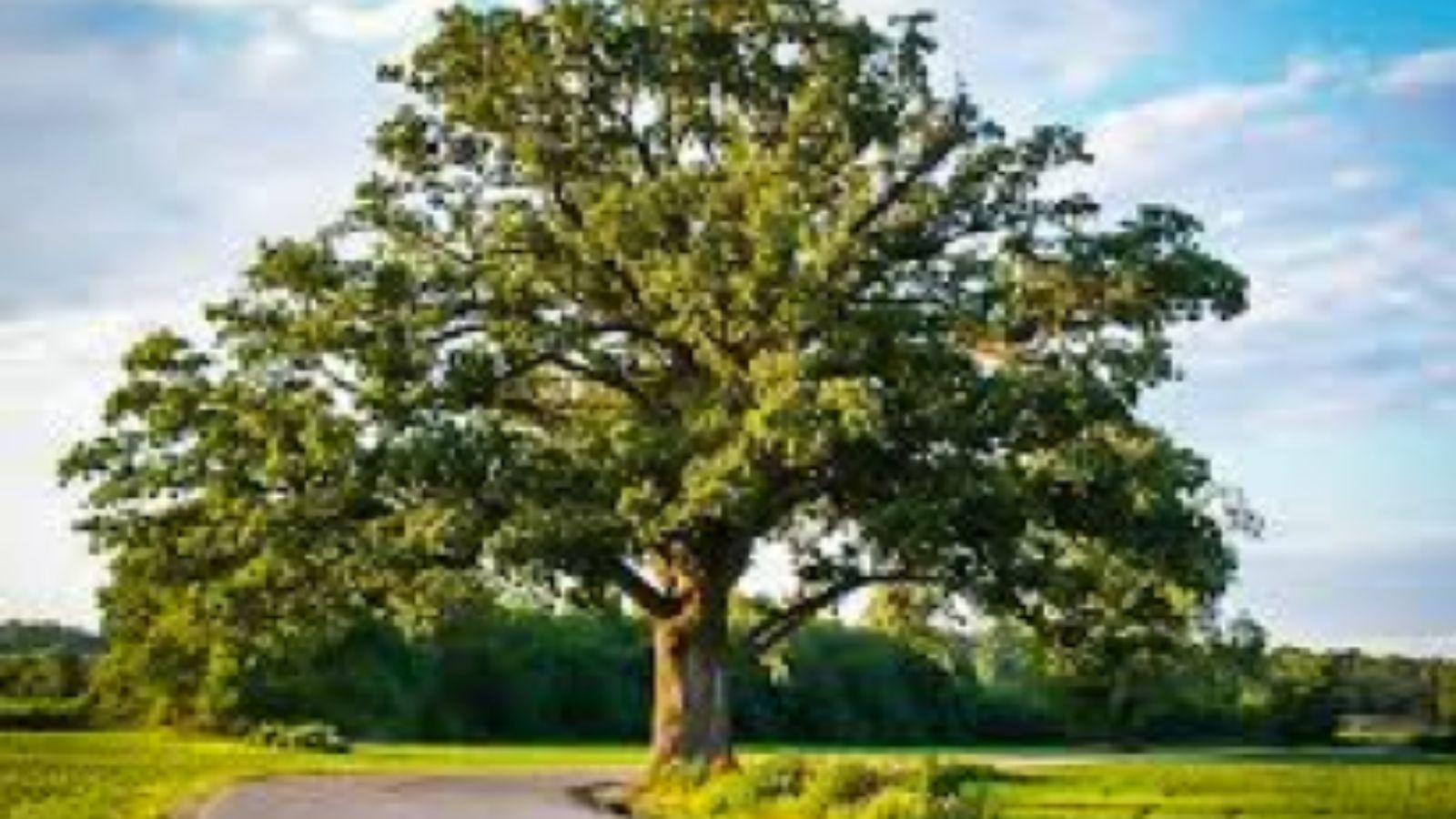 Bur Oak Tree