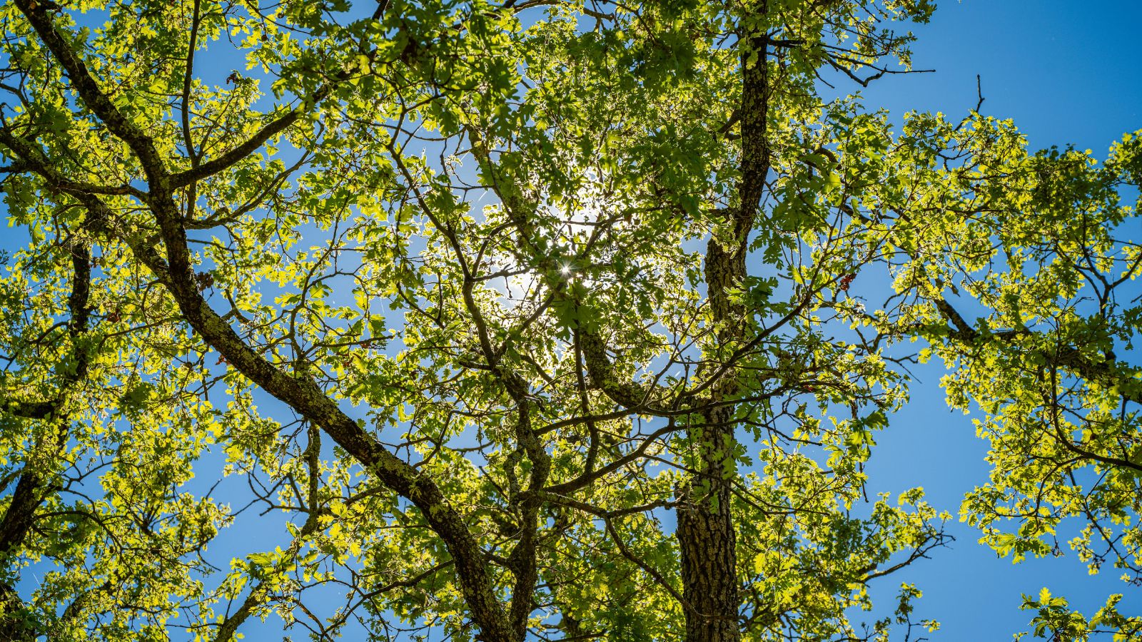 Pin Oak Tree