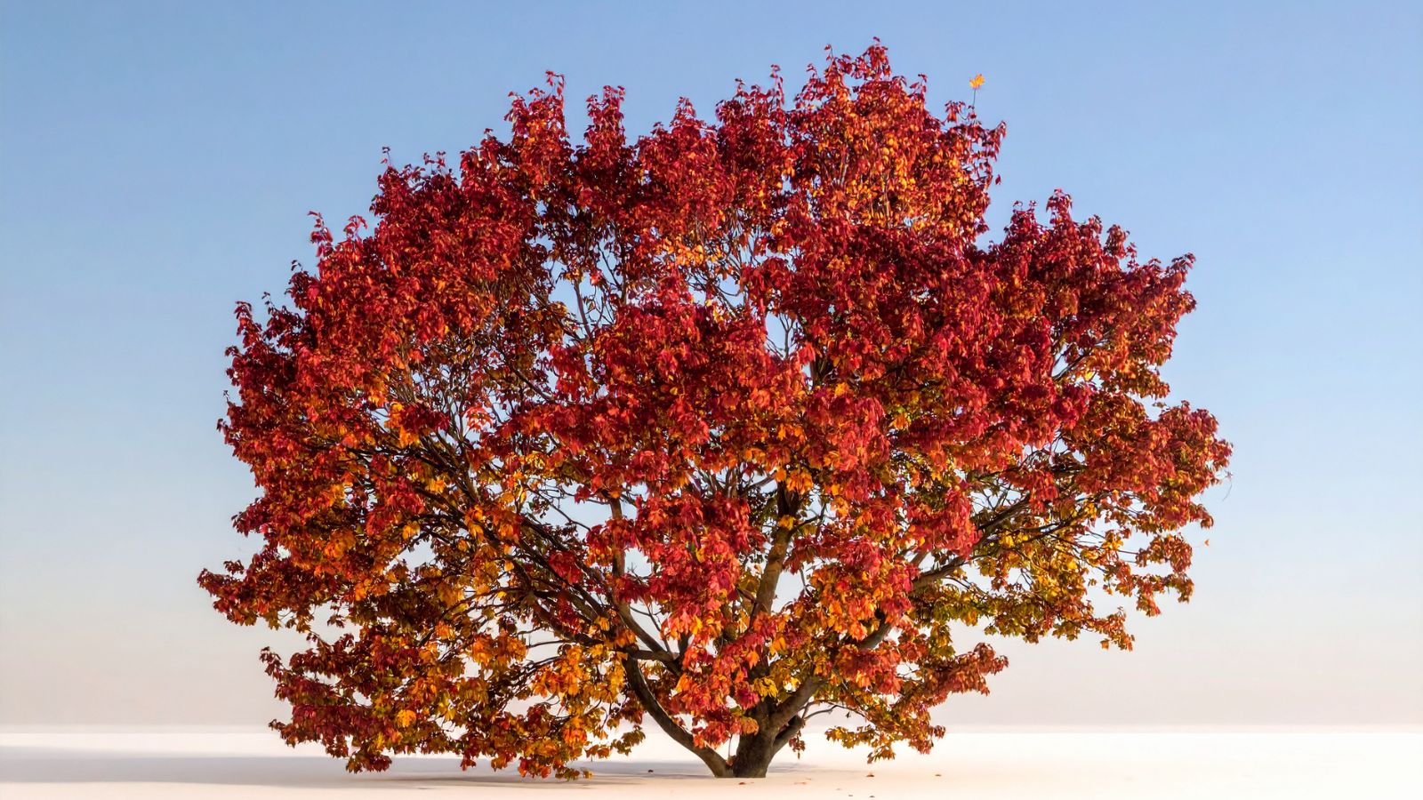 Red Oak Tree