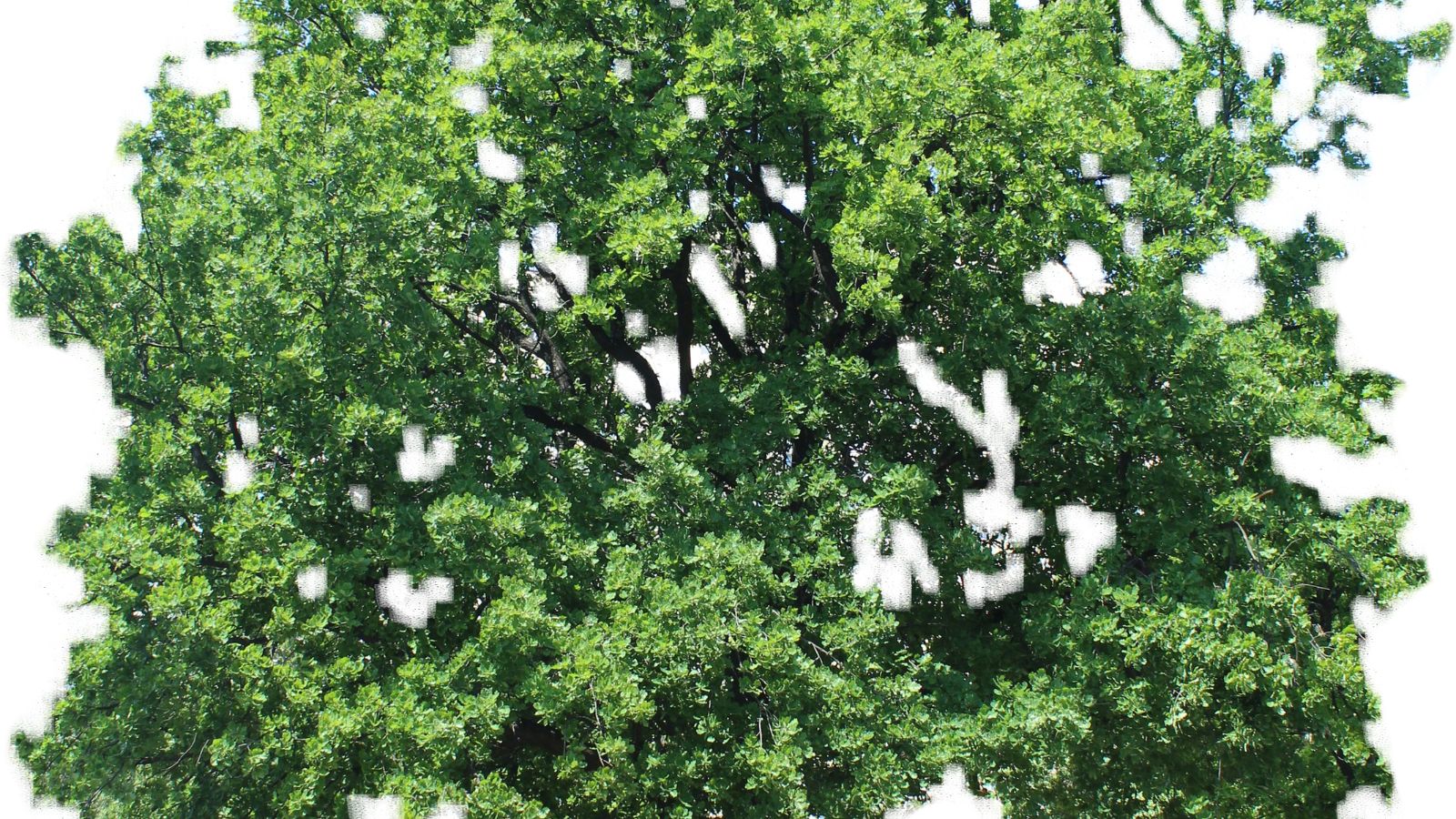 White Oak Tree