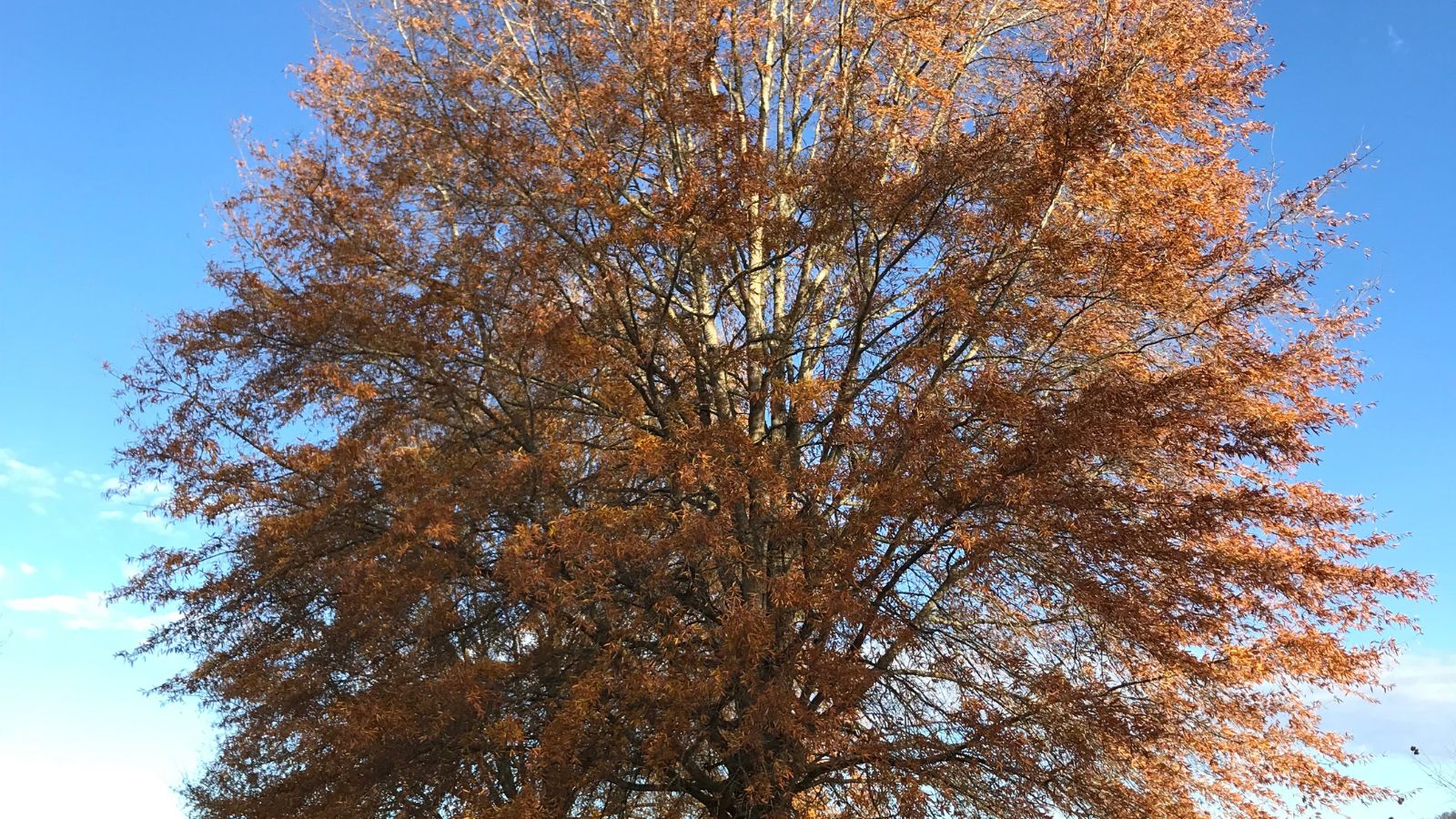 Willow Oak Tree