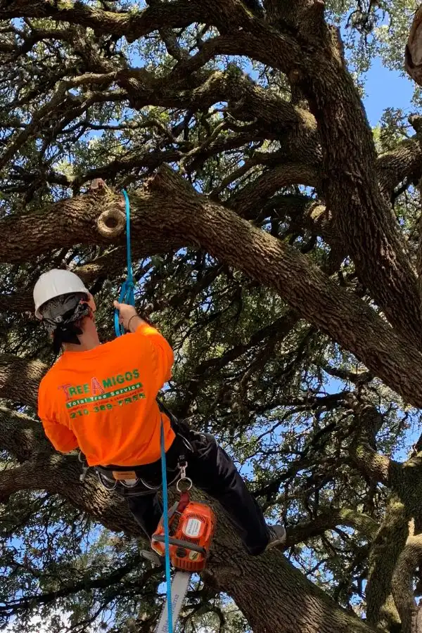 Your-Local-Tree-Care-Experts